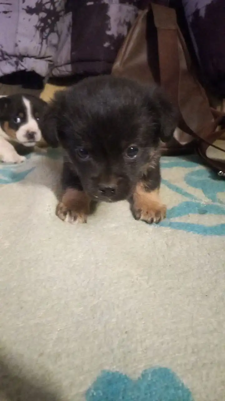 Продажа щенков от маленькой собачки