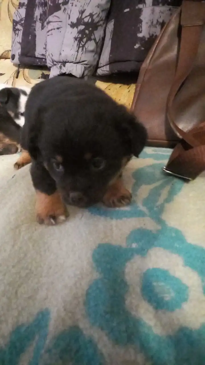 Продажа щенков от маленькой собачки