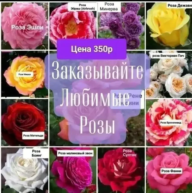 Роскошные розы для сада - Для дома и дачи в Михайловка