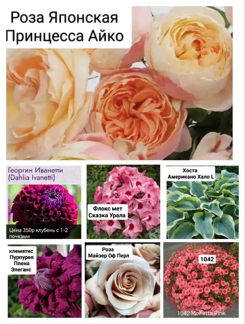 Саженцы цветов и ягод для весенней посадки - частное объявление в Михайловка