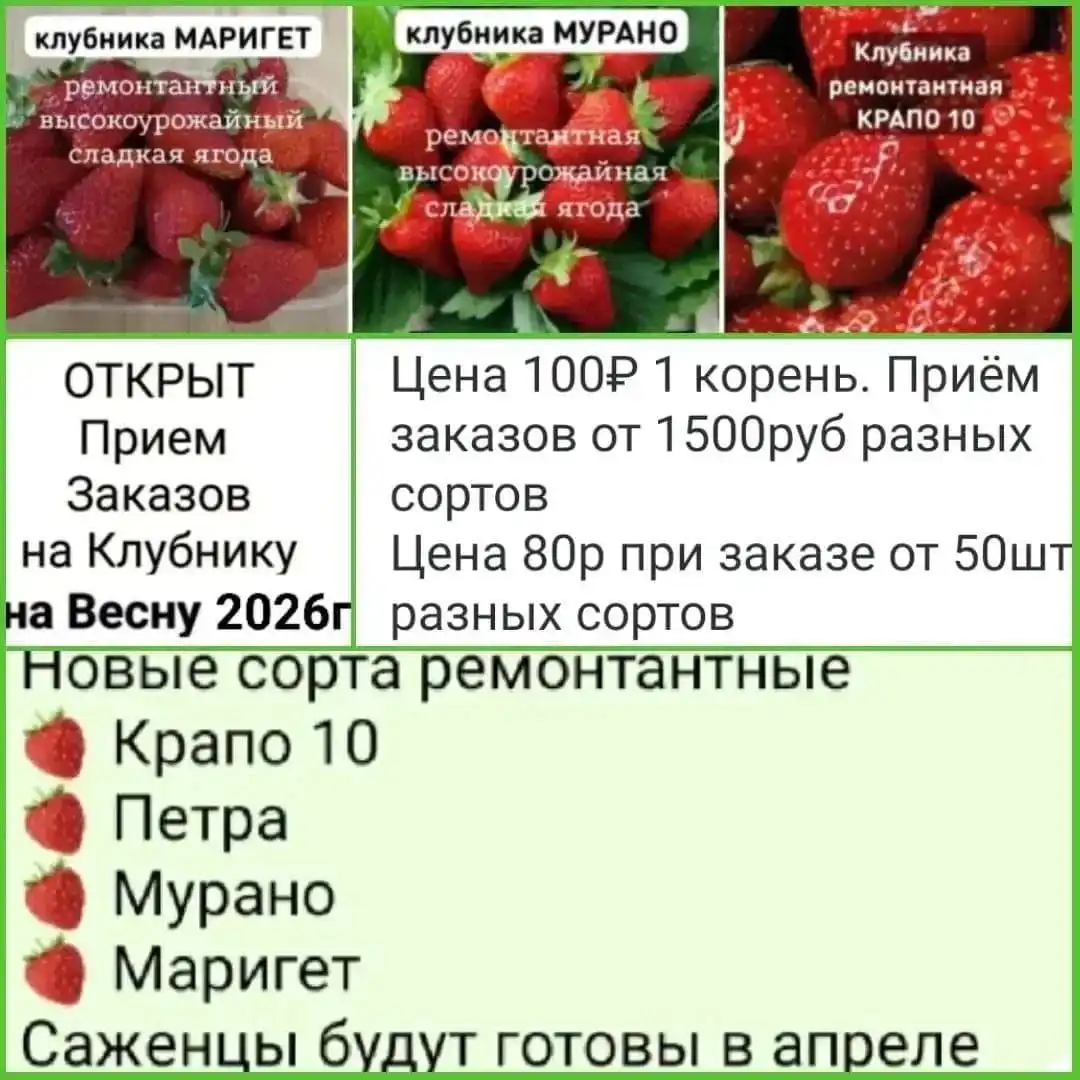 Саженцы цветов и ягод для весенней посадки - Растения и саженцы (Для дома и дачи) в Михайловка