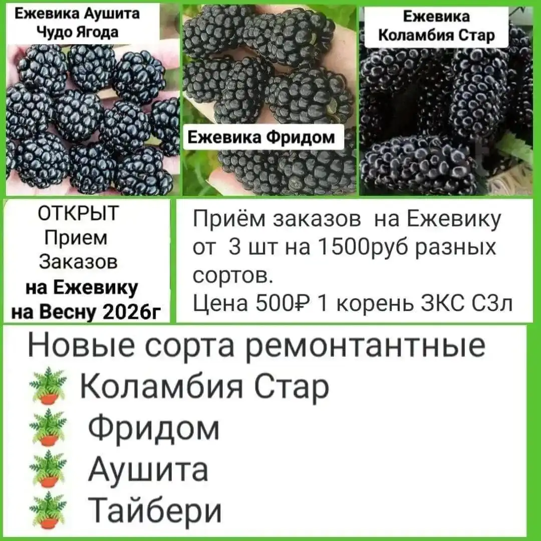 Саженцы цветов и ягод для весенней посадки - Растения и саженцы (Для дома и дачи) в Михайловка