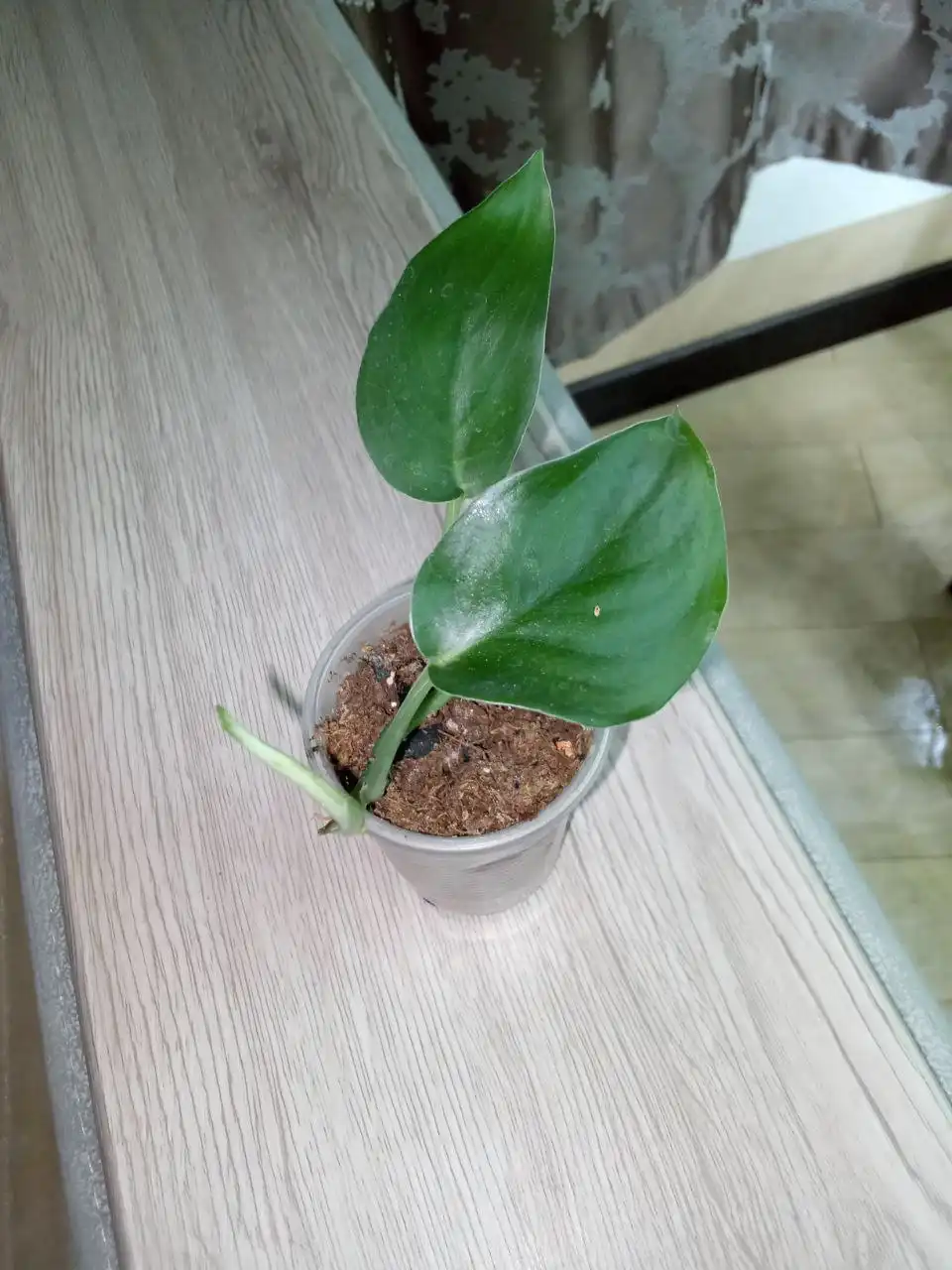 Сциндапсус Жаде сатин тайский сорт - Барахолка в Волгоград