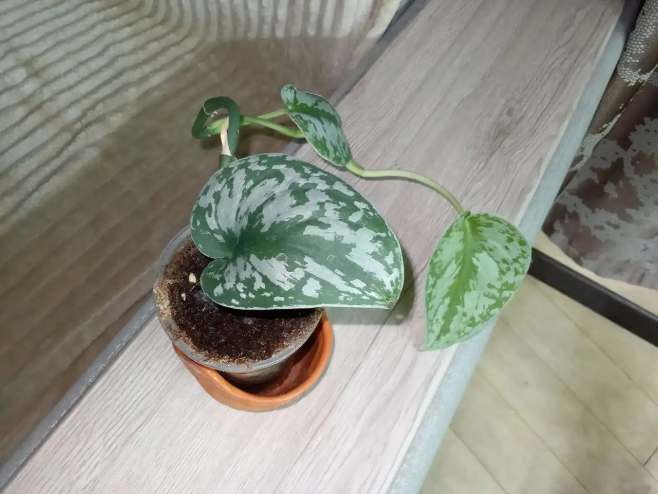 Сциндапсус Сильвер Леди тайский сорт - Растения (Хобби и отдых) в Волгоград