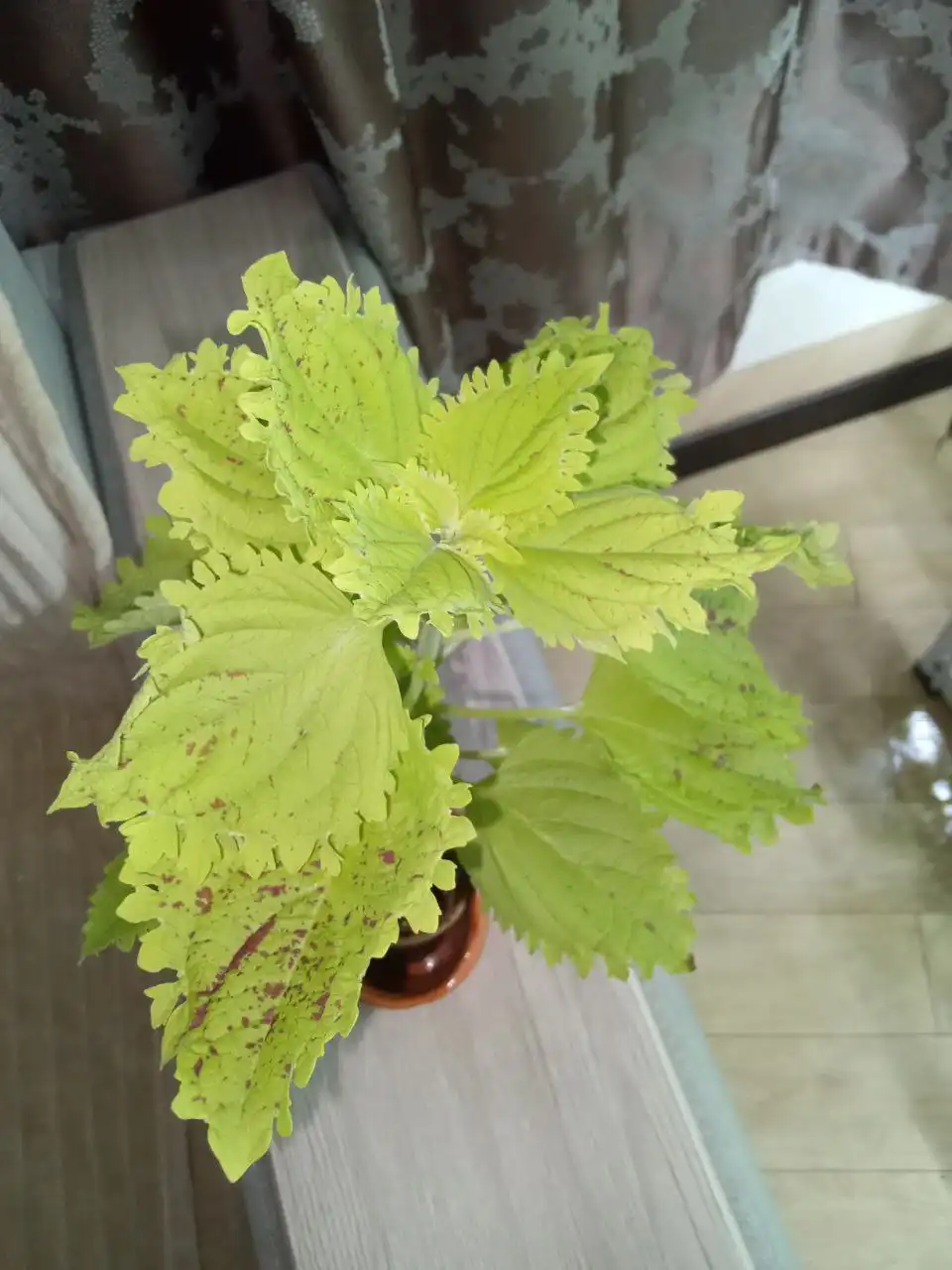 Продажа колеуса Пеле с жёлто-зелёными листьями и вишнёвым крапом - Растения (Хобби и отдых) в Волгоград