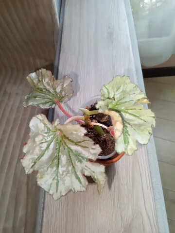 Продажа бегонии Лукин Гласс - Хобби и отдых в Волгоград