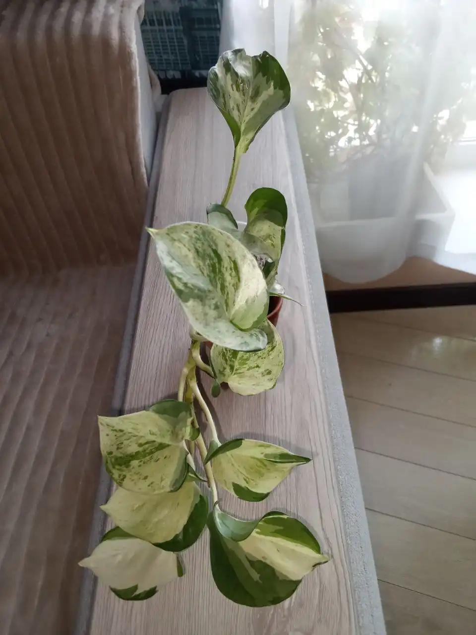 Эпипремнум хеппи лив - Барахолка в Волгоград