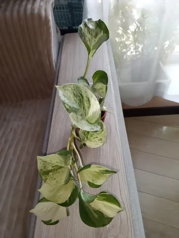 Эпипремнум хеппи лив - Для беременных в Волгоград