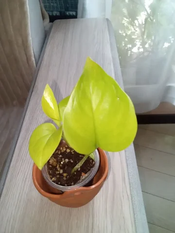 Продажа Эпипремнума Елисейские поля лайм - Хобби и отдых в Волгоград