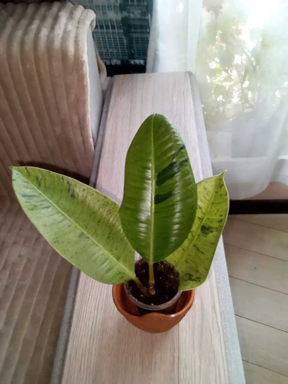 Фикус Шривериана - Растения (Хобби и отдых) в Волгоград