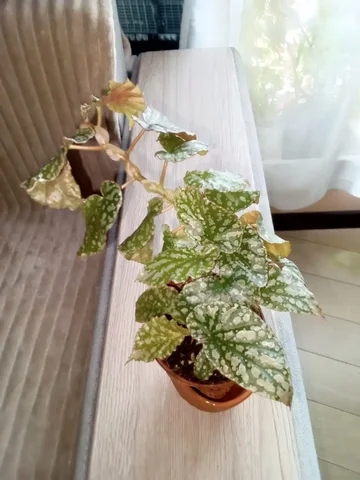 Продажа бегонии - Хобби и отдых в Волгоград