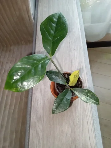 Продажа Замиокулькаса Император тайский сорт - Хобби и отдых в Волгоград