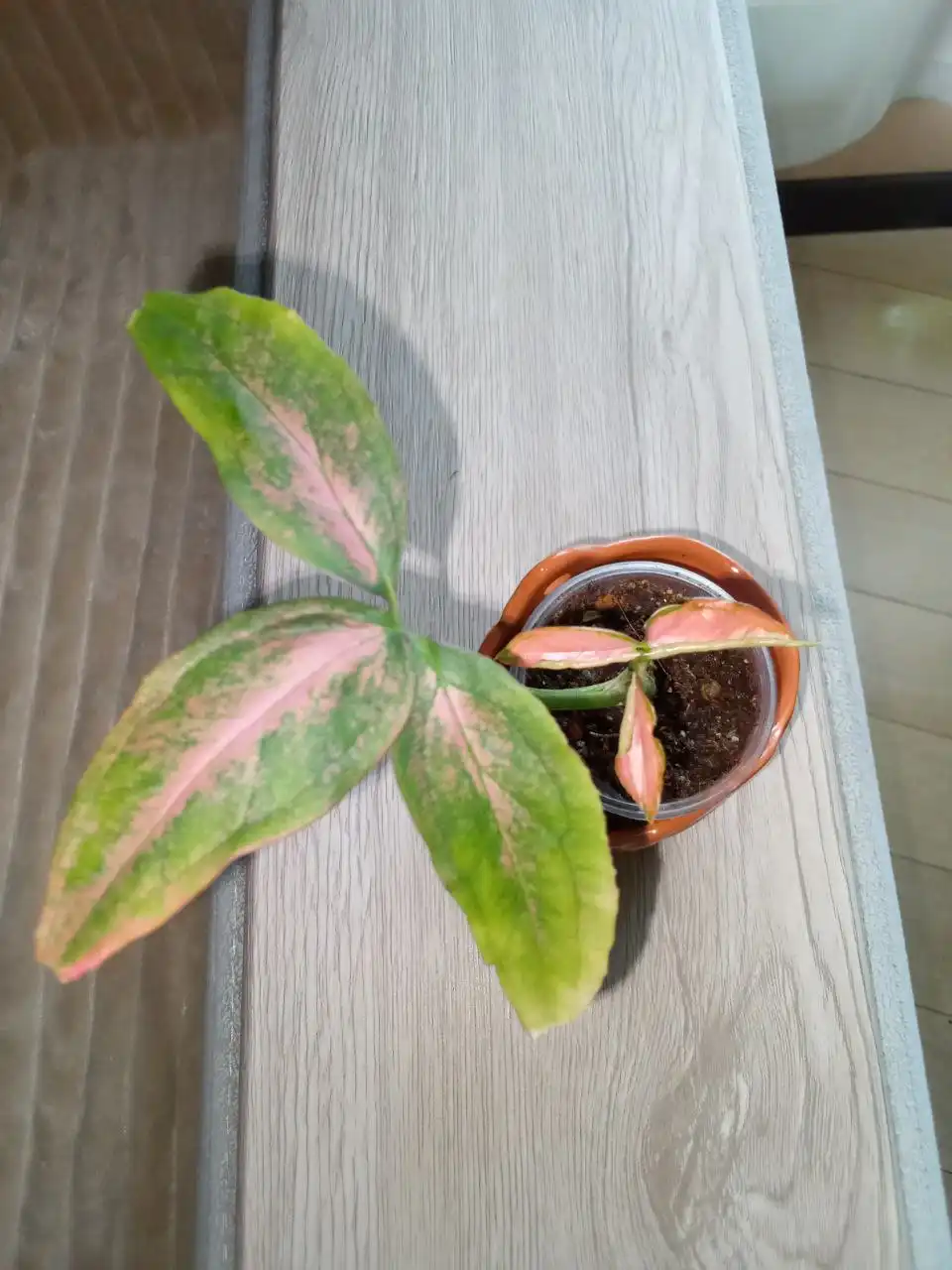 Сингониум Маргарита - Растения (Хобби и отдых) в Волгоград