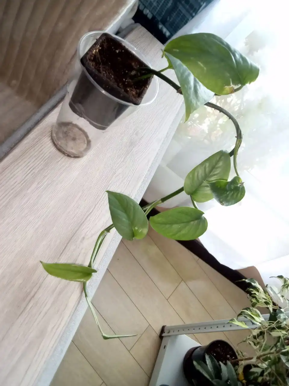 Эпипремнум пиннатум Себо Блю тайский сорт - Комнатные растения (Хобби и отдых) в Волгоград