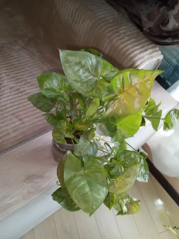 Сингониум Тиффани - Хобби и отдых в Волгоград