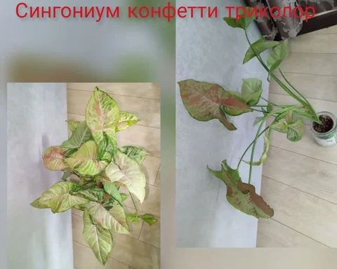 Объявление о покупке/продаже в Волгограде - Для беременных в Волгоград