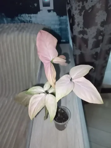 Сингониум Регина - Детские товары в Волгоград