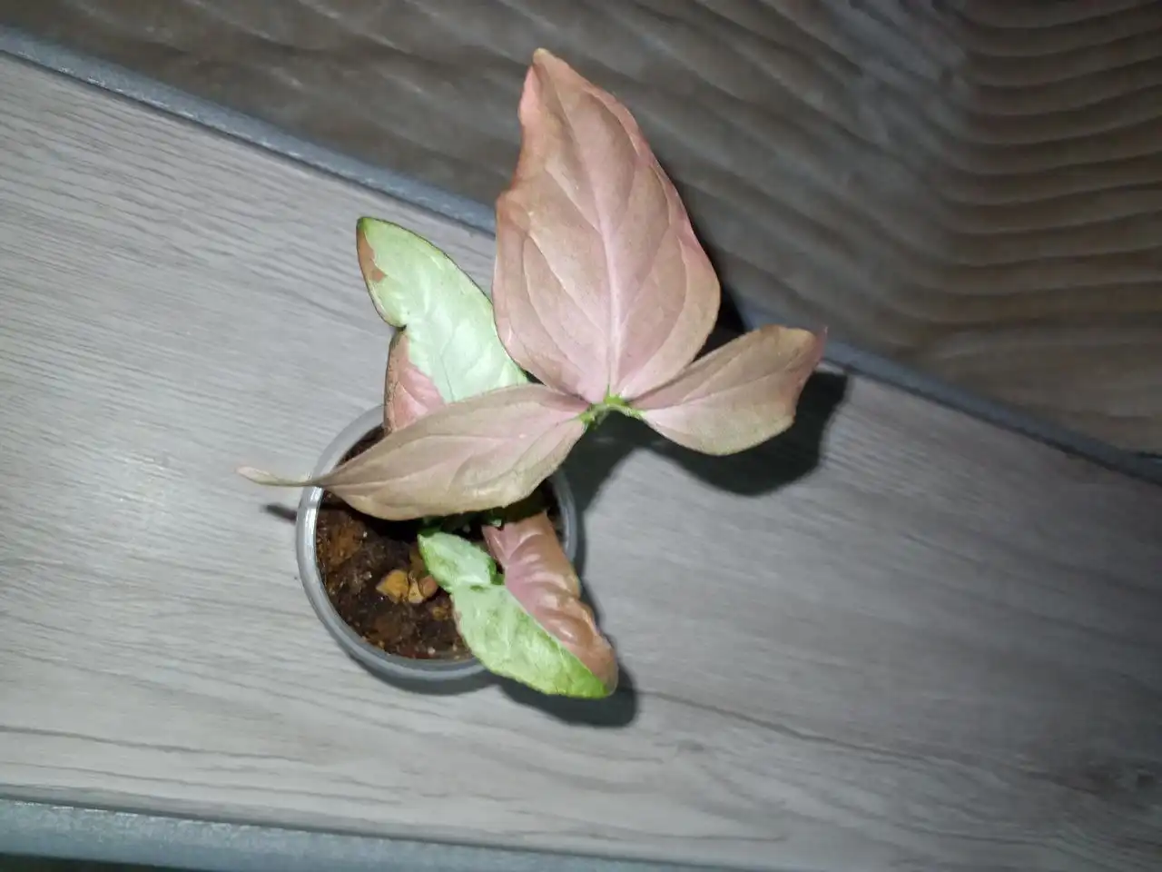 Сингониум Пинк спот триколор - Комнатные растения (Хобби и отдых) в Волгоград