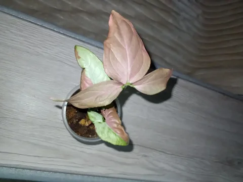 Сингониум Пинк спот триколор - Хобби и отдых в Волгоград