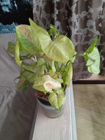 Сингониум конфетти триколор - Хобби и отдых в Волгоград