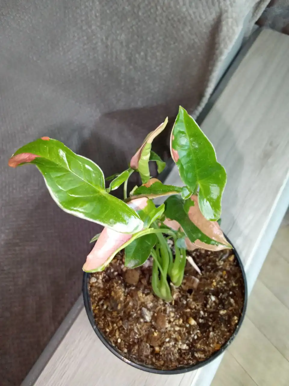 Продам Сингониум Пинк лава - Комнатные растения (Хобби и отдых) в Волгоград