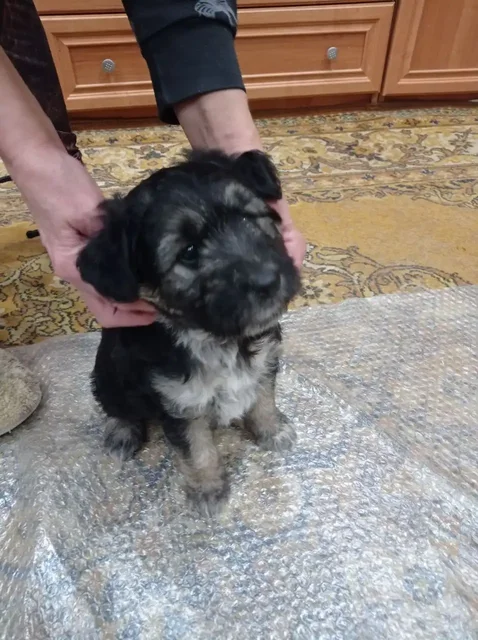 Щенок отдам в добрые руки - Животные в Волгоград