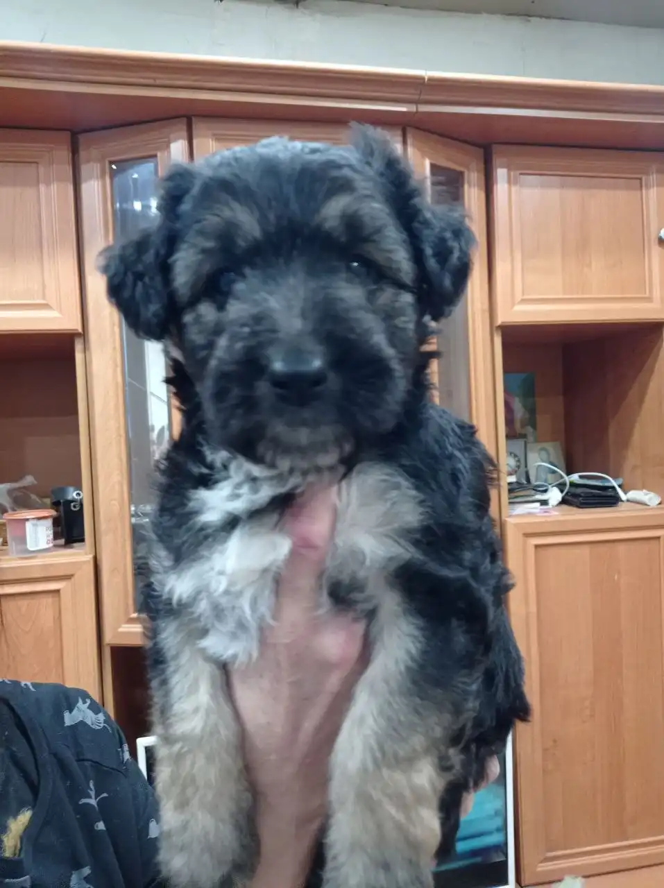 Щенок отдам в добрые руки - Собаки (Животные) в Волгоград