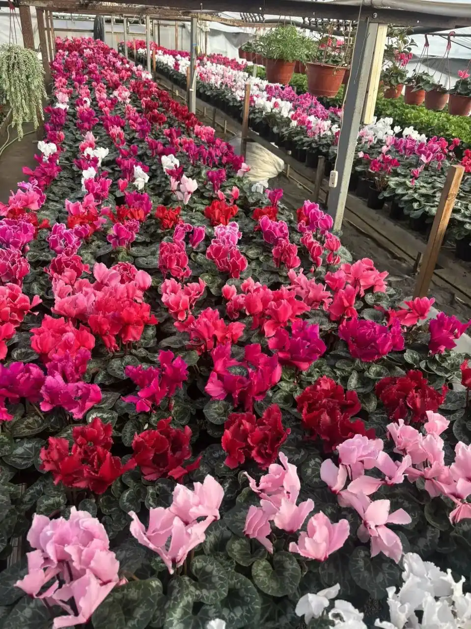 Цветы к 8 марта - Цветы (Хобби и отдых) в Волгоград