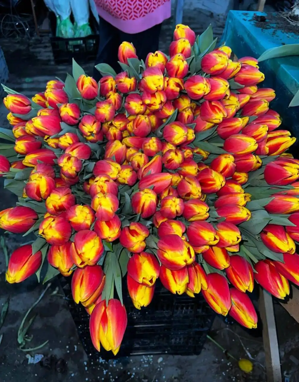 Цветы к 8 марта - Цветы (Хобби и отдых) в Волгоград