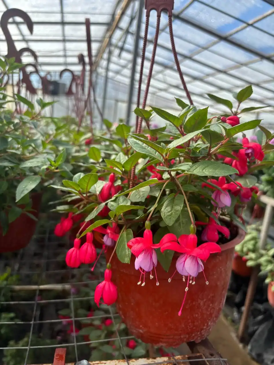 Цветы к 8 марта - Цветы (Хобби и отдых) в Волгоград