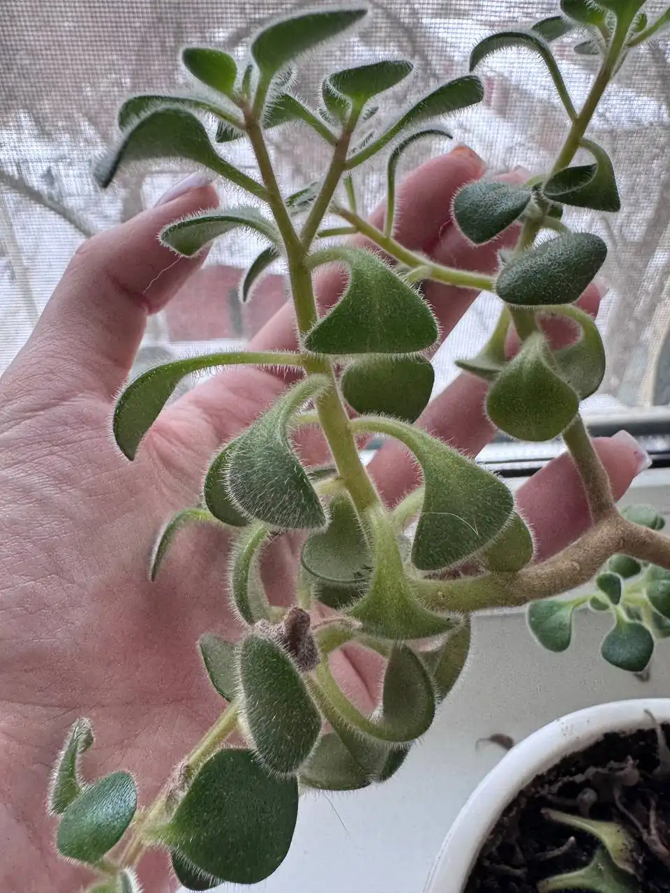 Продам росточки дерева любви - Растения (Хобби и отдых) в Волгоград