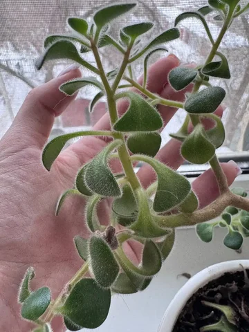 Продам росточки дерева любви - Гироскутеры в Волгоград