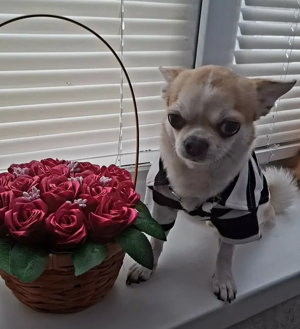 Букеты из атласной ленты на заказ - Гироскутеры в Волгоград