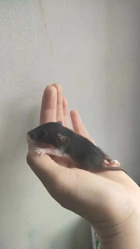 Продажа крысят в Волгограде - Грызуны (Животные) в Волгоград