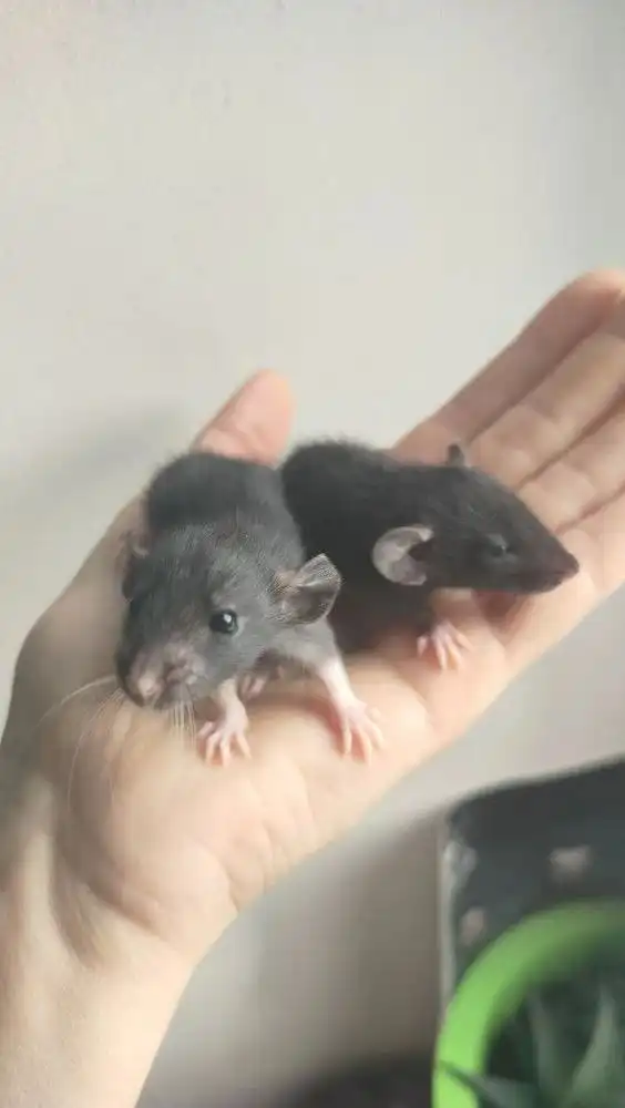 Продажа крысят в Волгограде - Грызуны (Животные) в Волгоград