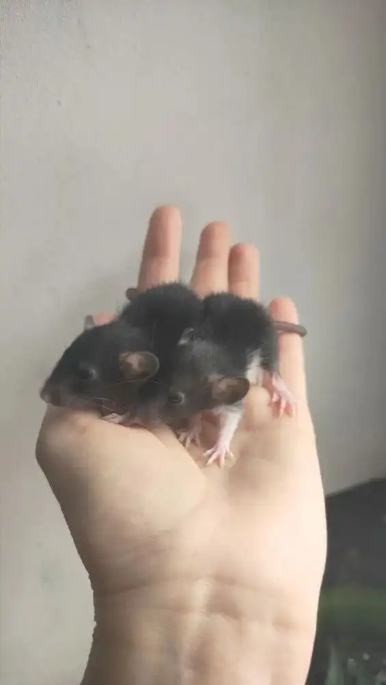 Продажа крысят в Волгограде - Грызуны (Животные) в Волгоград