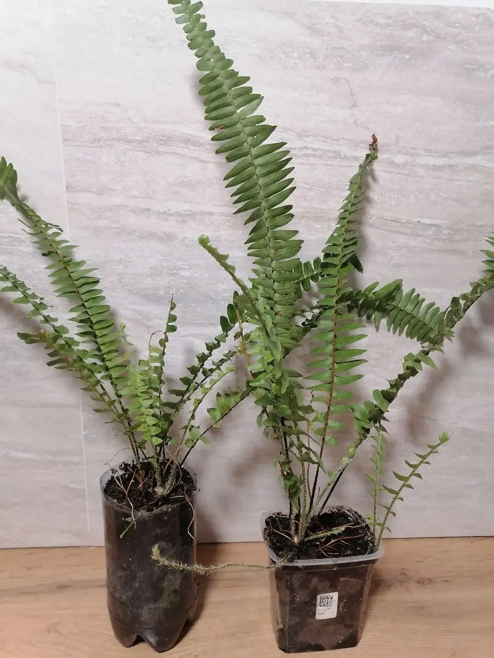 Папоротник нефролепис комнатное растение - Комнатные растения (Хобби и отдых) в Волгоград
