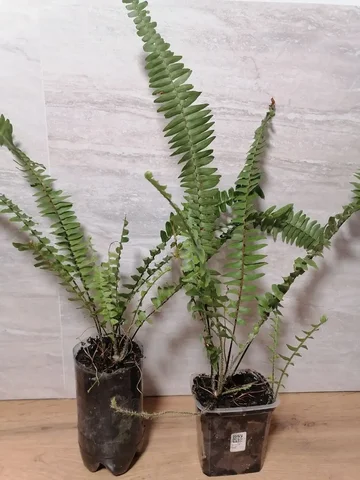 Папоротник нефролепис комнатное растение - Хобби и отдых в Волгоград