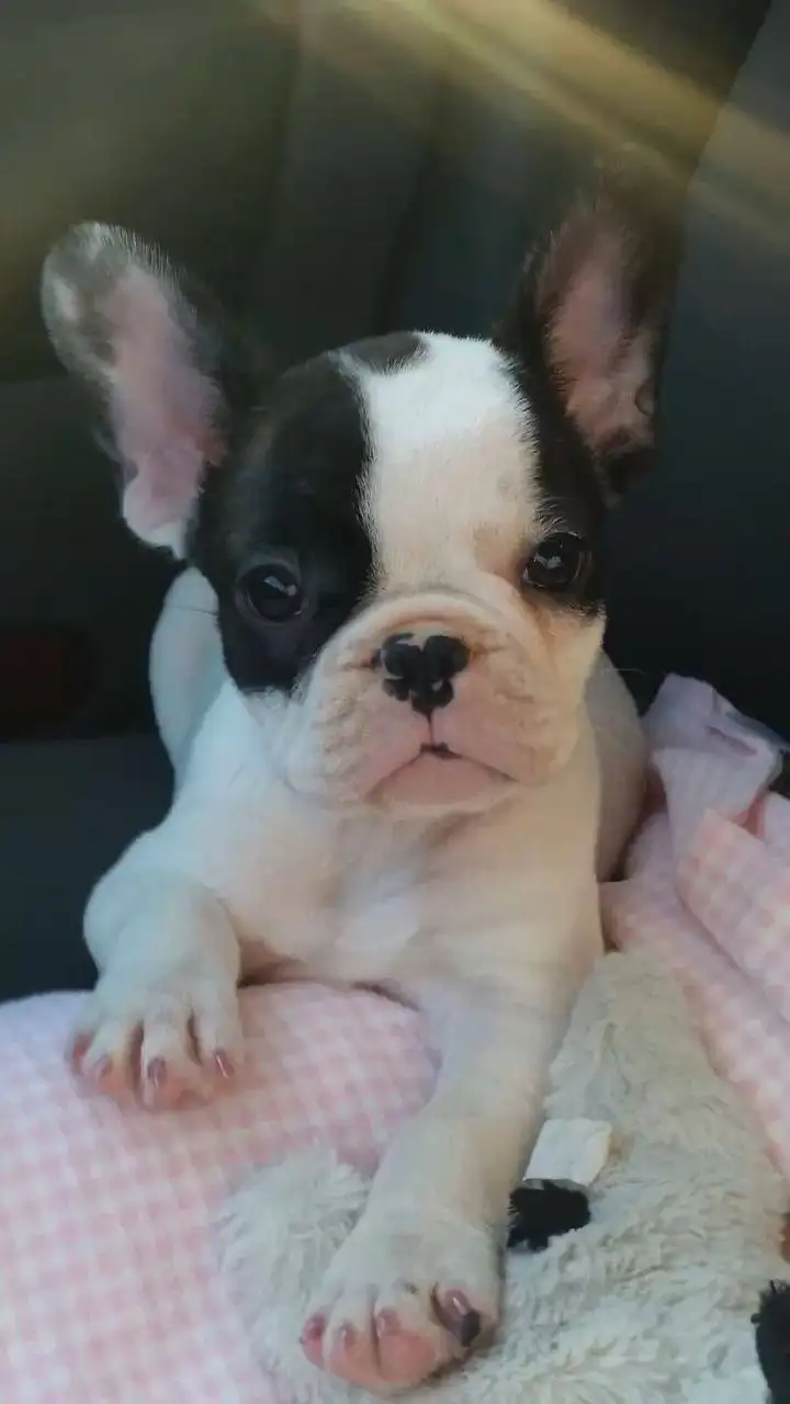 Продается высокопородистая девочка французского бульдога, 4 месяца - Собаки (Животные) в Волгоград