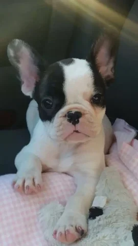 Продается высокопородистая девочка французского бульдога, 4 месяца - Животные в Волгоград