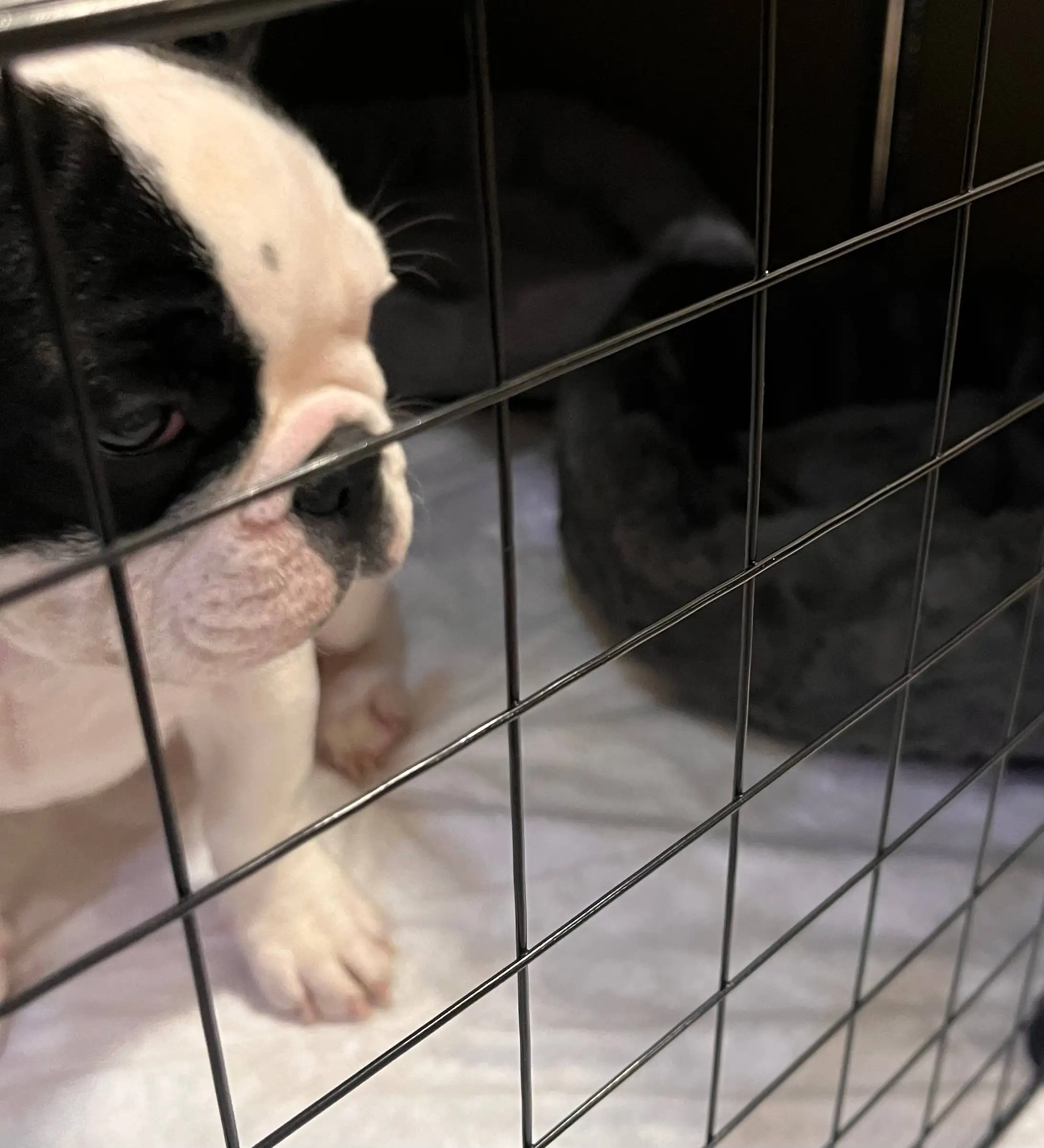 Срочная продажа девочки 4 месяца - Животные в Волгоград