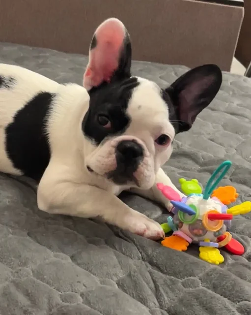 Продаются щенки французского бульдога - Животные в Волгоград