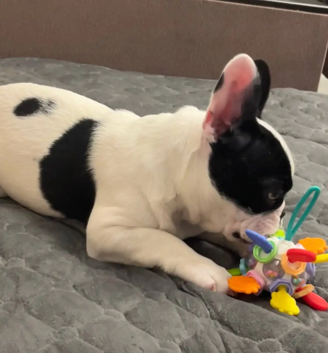 Продаются щенки французского бульдога - Собаки (Животные) в Волгоград