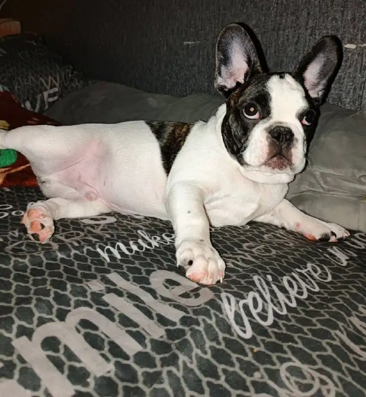 Продаются щенки французского бульдога - Собаки (Животные) в Волгоград