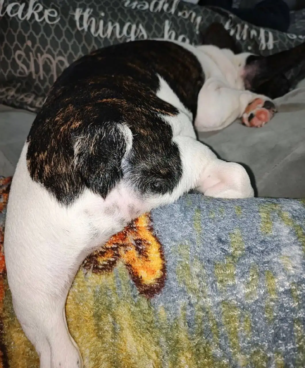 Продаются щенки французского бульдога - Собаки (Животные) в Волгоград