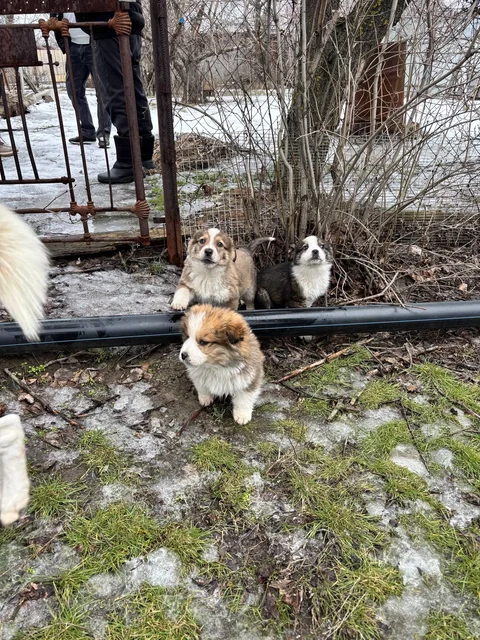 Щенки ищут дом - Животные в Волгоград