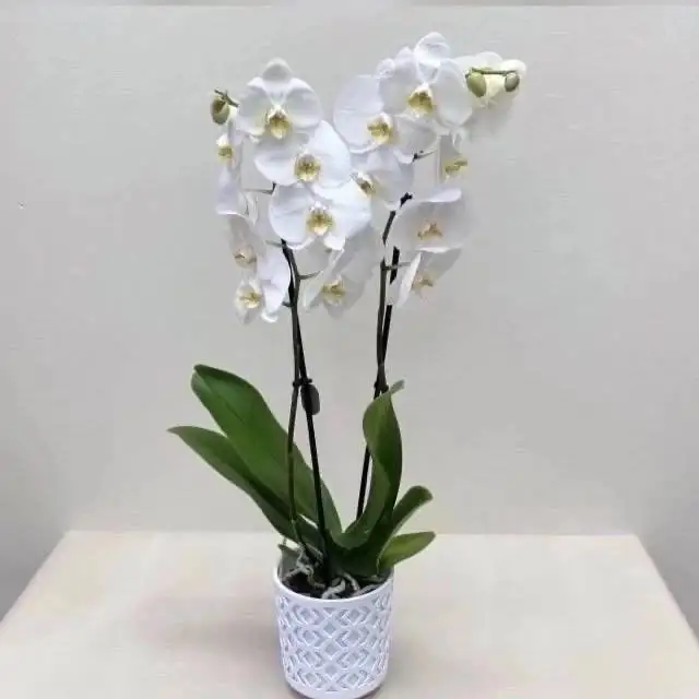 Требуется продавец в цветочный магазин Орхидея - Продажи (Работа) в Волгоград