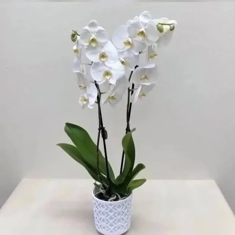 Требуется продавец в цветочный магазин Орхидея - Работа в Волгоград