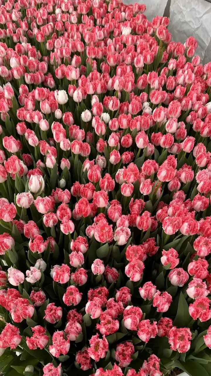 Предзаказ на тюльпаны из Волгоградской поймы - Цветы (Хобби и отдых) в Волгоград