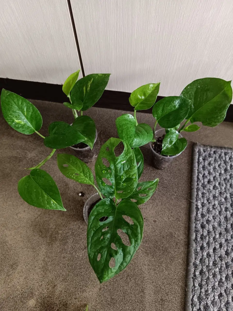 Набор из 3 больших растений: Монстера, Эпипремнум - Растения (Хобби и отдых) в Волгоград